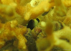 Chaetodontoplus mesoleucus • © Daisuke Taira • All Rights Reserved
