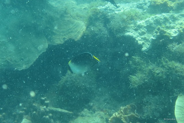Chaetodontoplus mesoleucus