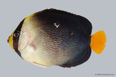 Chaetodontoplus mesoleucus
