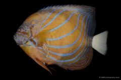 Pomacanthus annularis • © CMBS photography team • All Rights Reserved