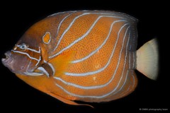 Pomacanthus annularis • © CMBS photography team • All Rights Reserved