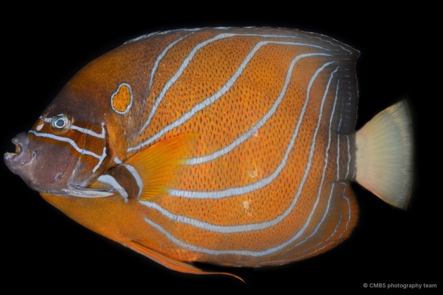 Pomacanthus annularis