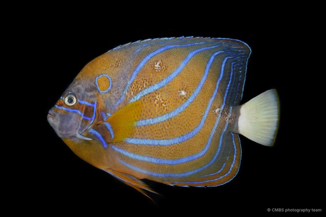 Pomacanthus annularis • © CMBS photography team • All Rights Reserved