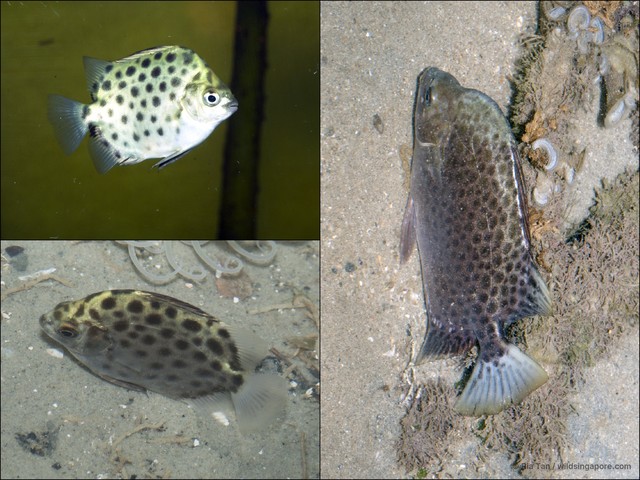 Scatophagus argus
