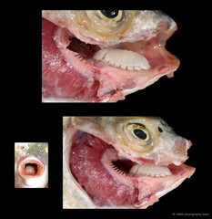 Scatophagus argus • © CMBS photography team • All Rights Reserved