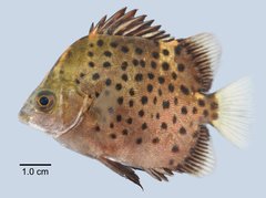 Scatophagus argus