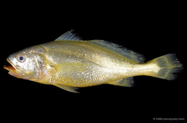 Pseudolarimichthys terengganui • © CMBS photography team • All Rights Reserved