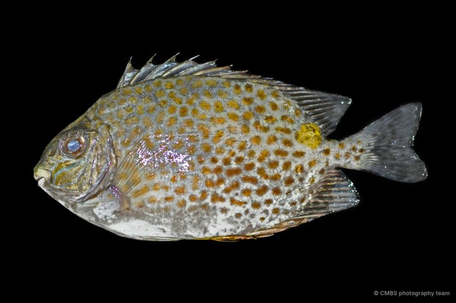 Siganus sp. "JS-1585" • © CMBS photography team • All Rights Reserved