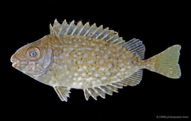 Siganus sp. "RF5-021" • © CMBS photography team • All Rights Reserved