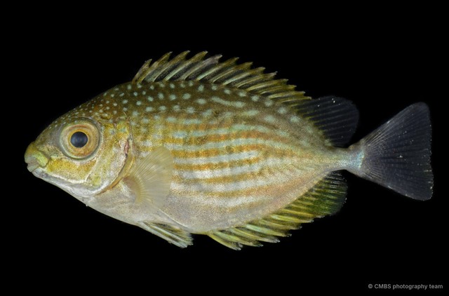Siganus sp. "SS-0246" • © CMBS photography team • All Rights Reserved