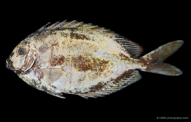 Siganus sp. "SS-3698" • © CMBS photography team • All Rights Reserved