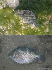 Siganus guttatus