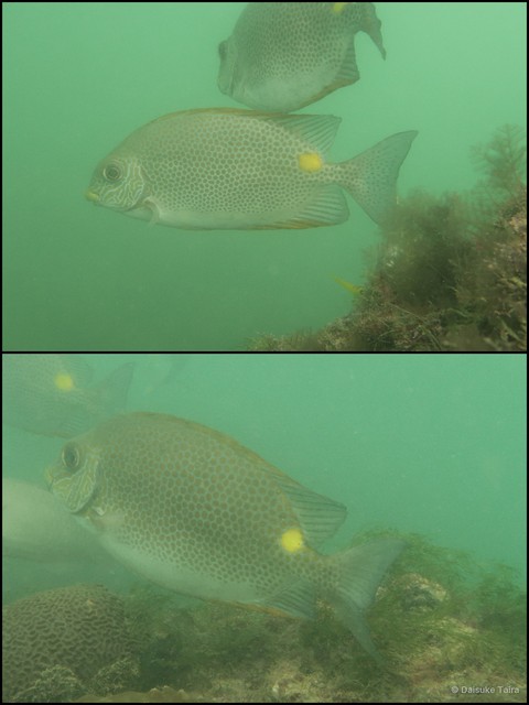 Siganus guttatus