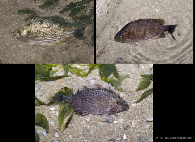 Siganus javus