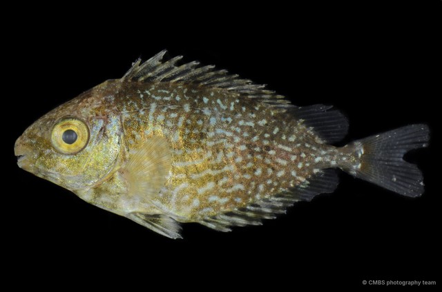 Siganus javus • © CMBS photography team • All Rights Reserved