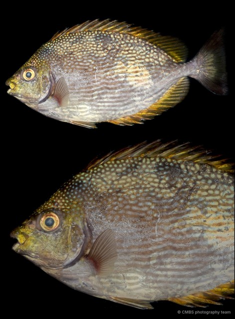 Siganus javus