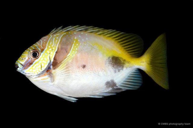 Siganus virgatus • © CMBS photography team • All Rights Reserved