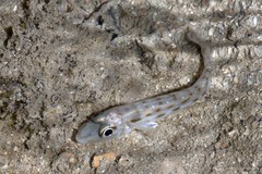 Sillaginidae sp. "0c4fc5d6"