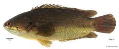 Anabas testudineus (Bloch, 1792)