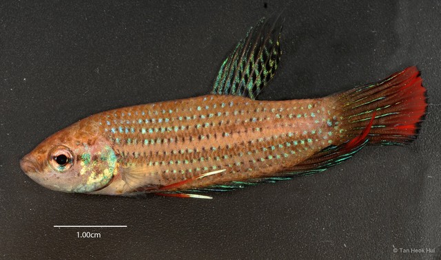 Betta imbellis • © Tan Heok Hui • All Rights Reserved