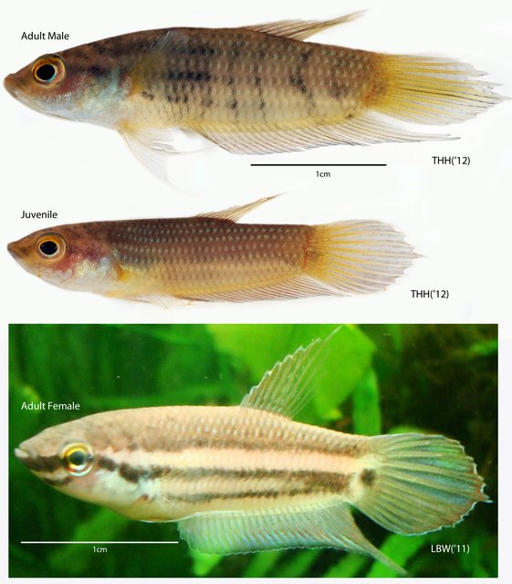 Betta pugnax • © Tan Heok Hui • All Rights Reserved