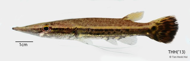 Luciocephalus pulcher • © Tan Heok Hui • All Rights Reserved