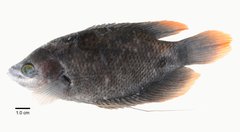 Osphronemus goramy