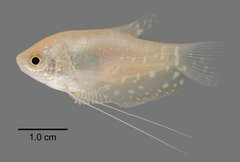 Trichopodus microlepis (Günther, 1861)