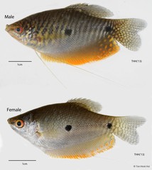 Trichopodus trichopterus