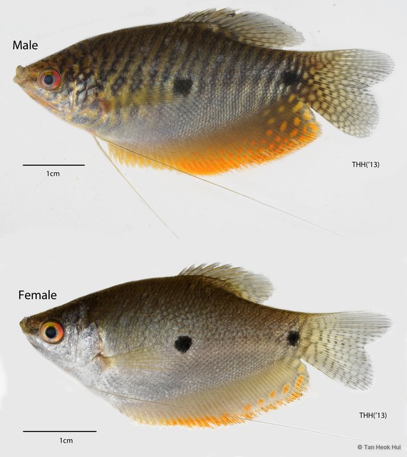 Trichopodus trichopterus • © Tan Heok Hui • All Rights Reserved