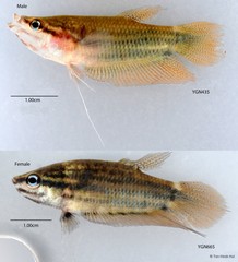 Trichopsis vittata