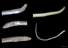 Anguilliformes sp. "5517DR1-001"