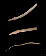 Anguilliformes sp. "SEA-5911"