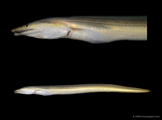 Conger sp. "c3eda8b0" • © CMBS photography team • All Rights Reserved