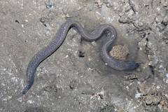 Gymnothorax tile