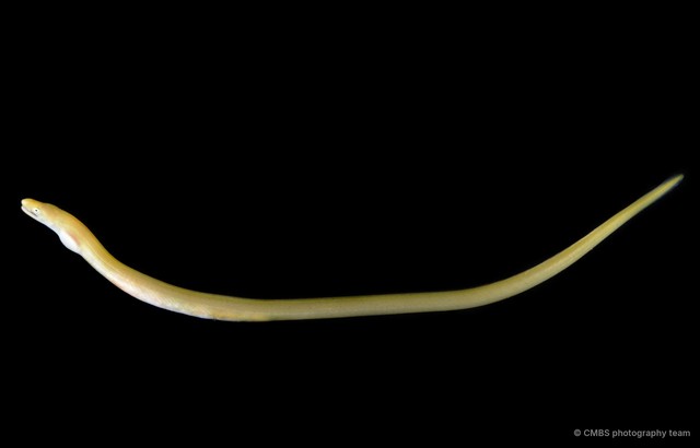 Muraenichthys sp. "c3eda995" • © CMBS photography team • All Rights Reserved