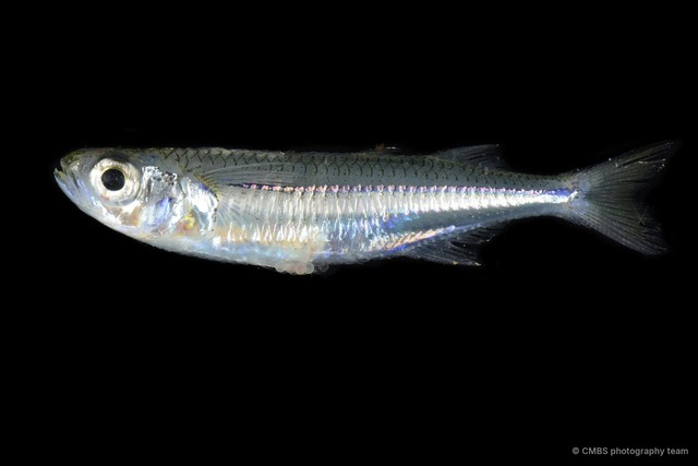 Atherinidae sp. "1" • © CMBS photography team • All Rights Reserved