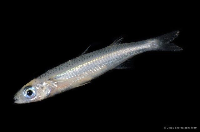 Atherinidae sp. "2" • © CMBS photography team • All Rights Reserved