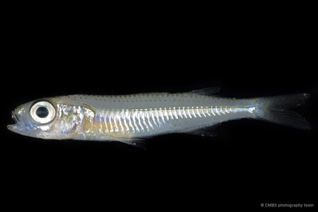 Atherinidae sp. "3" • © CMBS photography team • All Rights Reserved