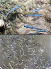 Doboatherina duodecimalis