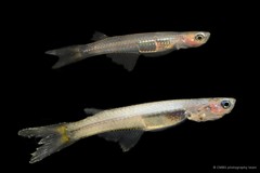 Neostethus lankesteri • © CMBS photography team • All Rights Reserved