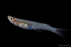 Neostethus lankesteri • © CMBS photography team • All Rights Reserved