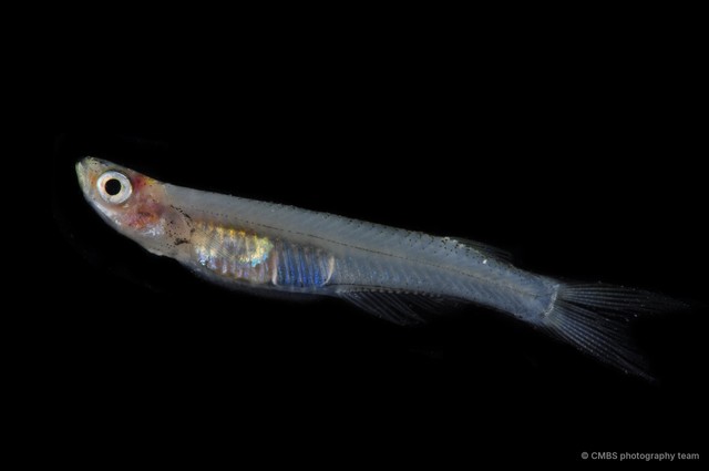 Neostethus lankesteri