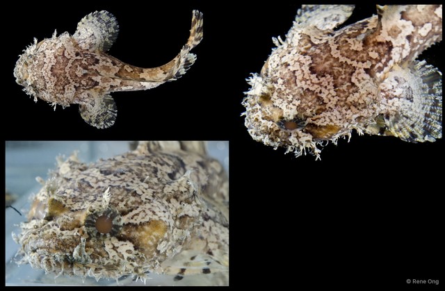 Allenbatrachus reticulatus • © Rene Ong • All Rights Reserved