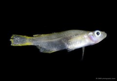 Oryzias javanicus
