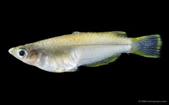 Oryzias javanicus • © CMBS photography team • All Rights Reserved