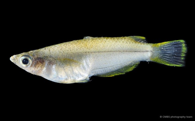Oryzias javanicus