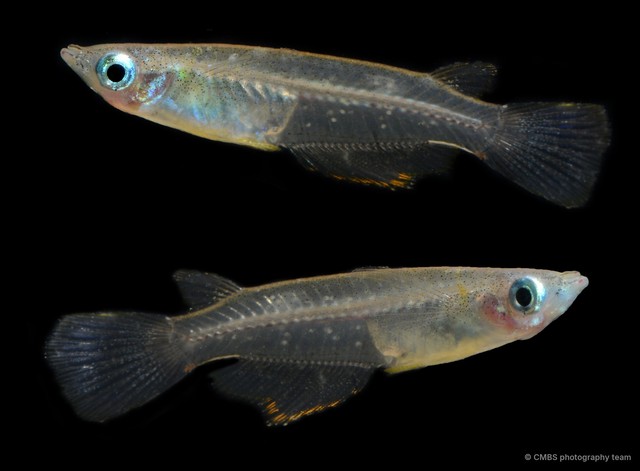 Oryzias javanicus