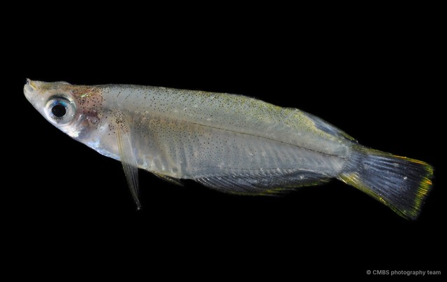 Oryzias javanicus