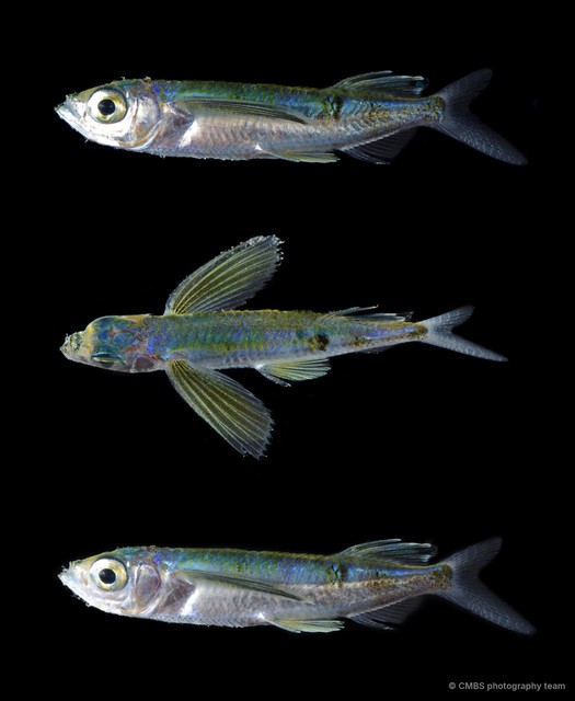 Exocoetidae sp. "SS-4414" • © CMBS photography team • All Rights Reserved
